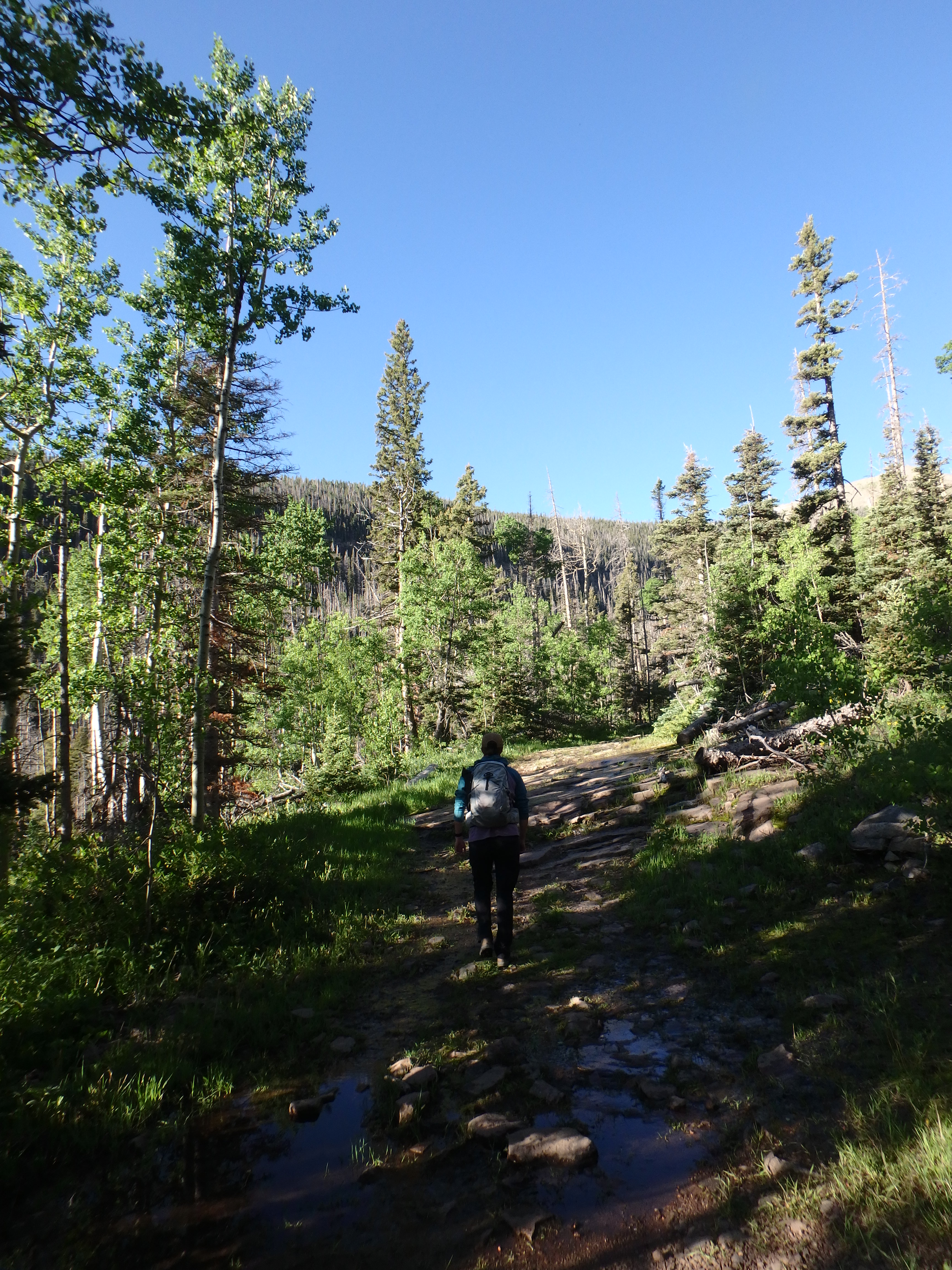 Trail view