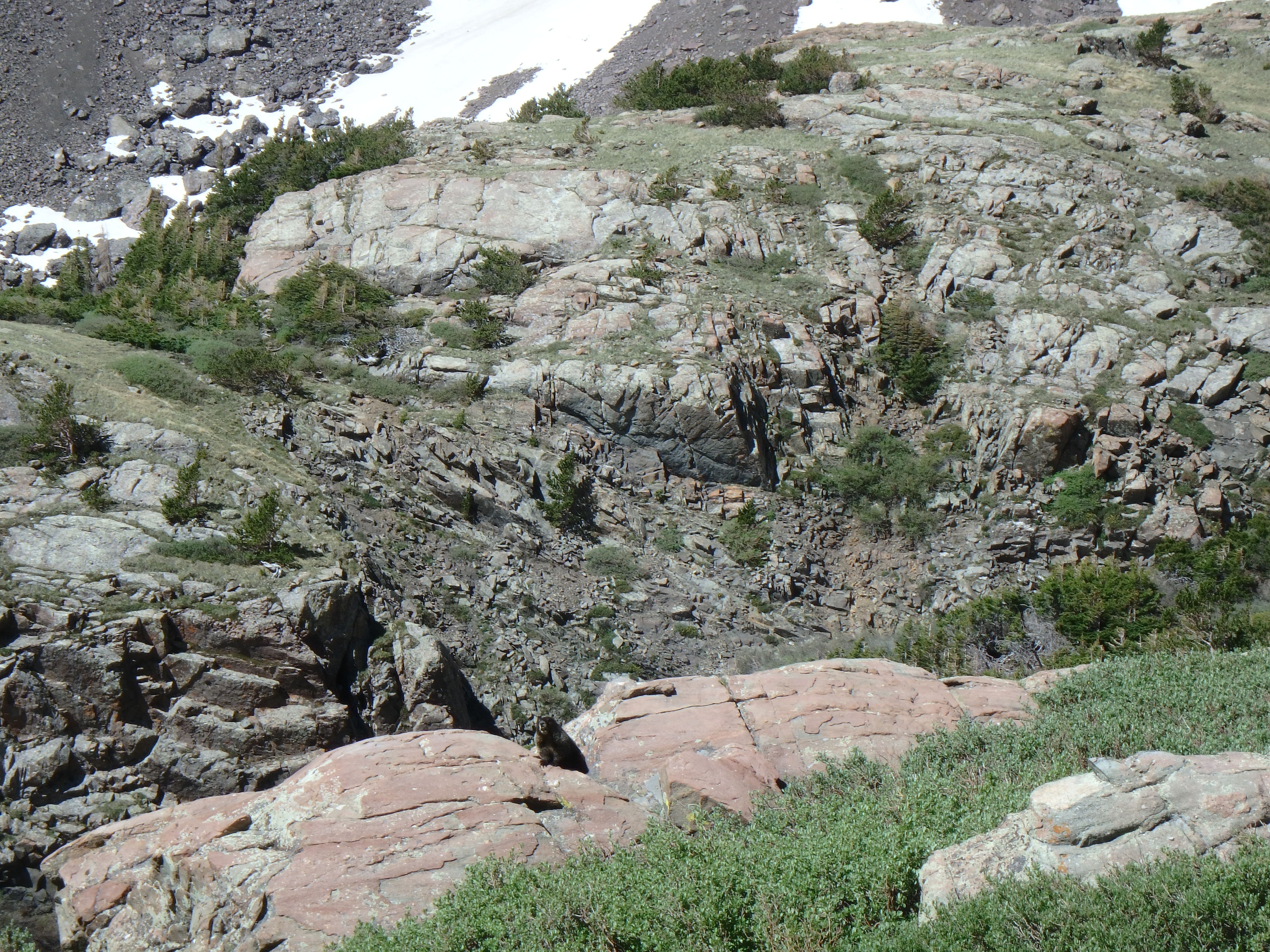 Marmot
