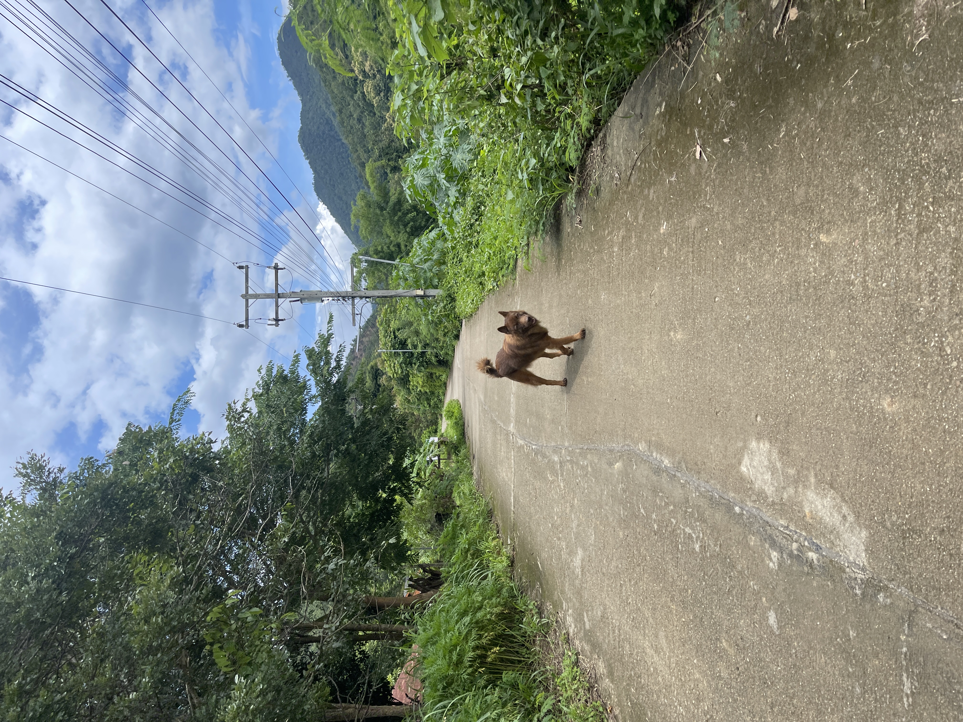 Dog