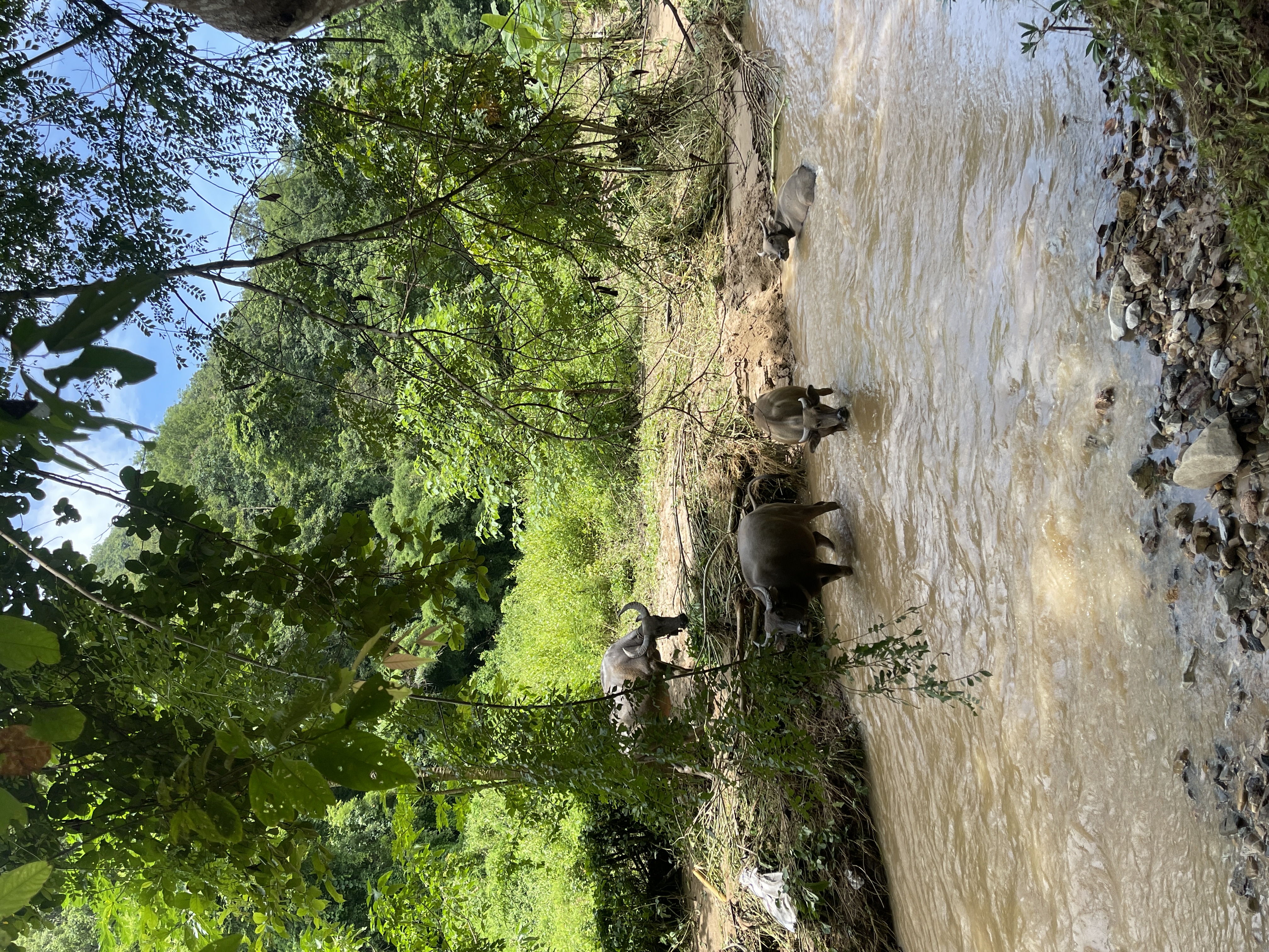 Water buffalo