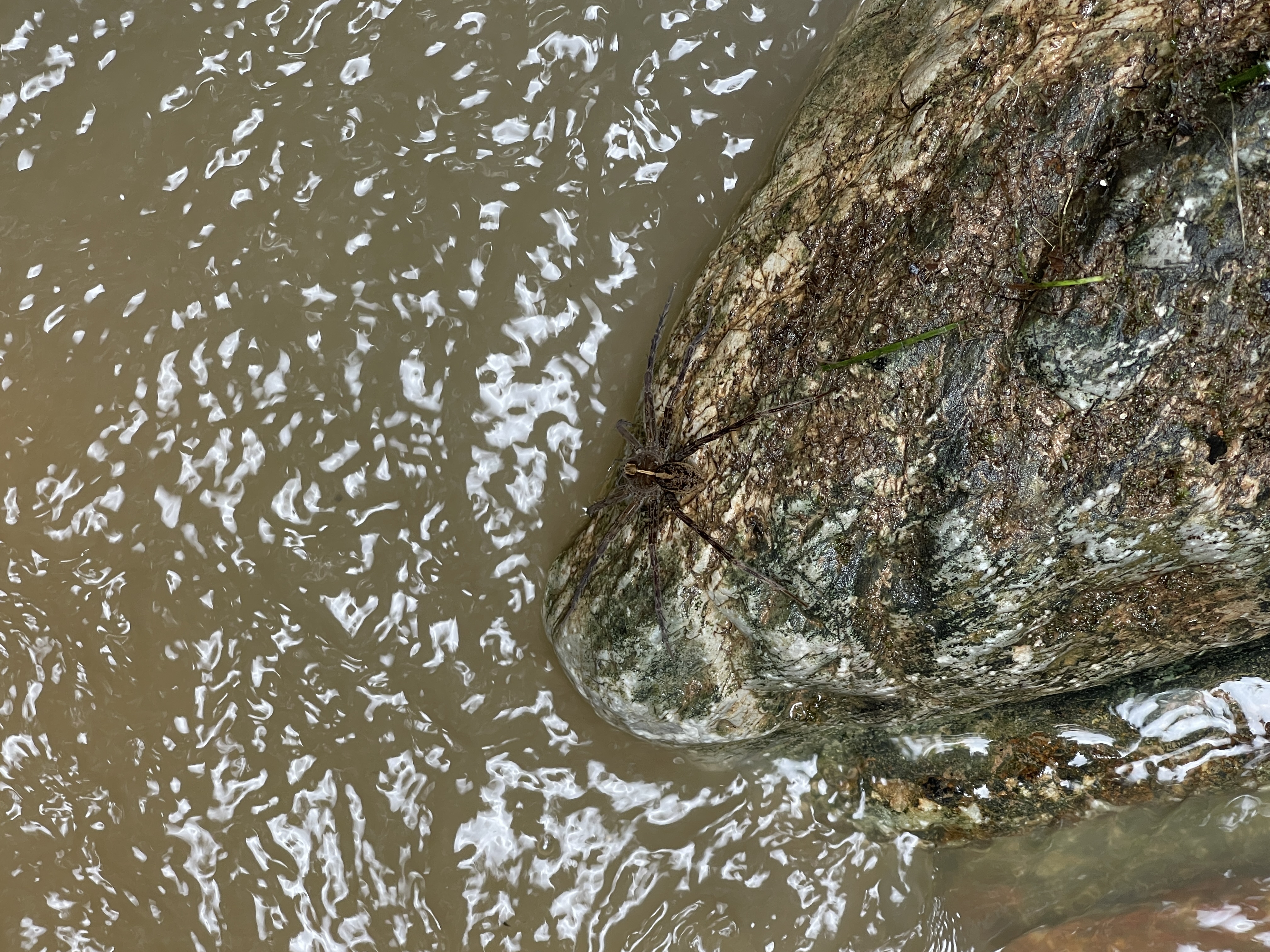 Spider