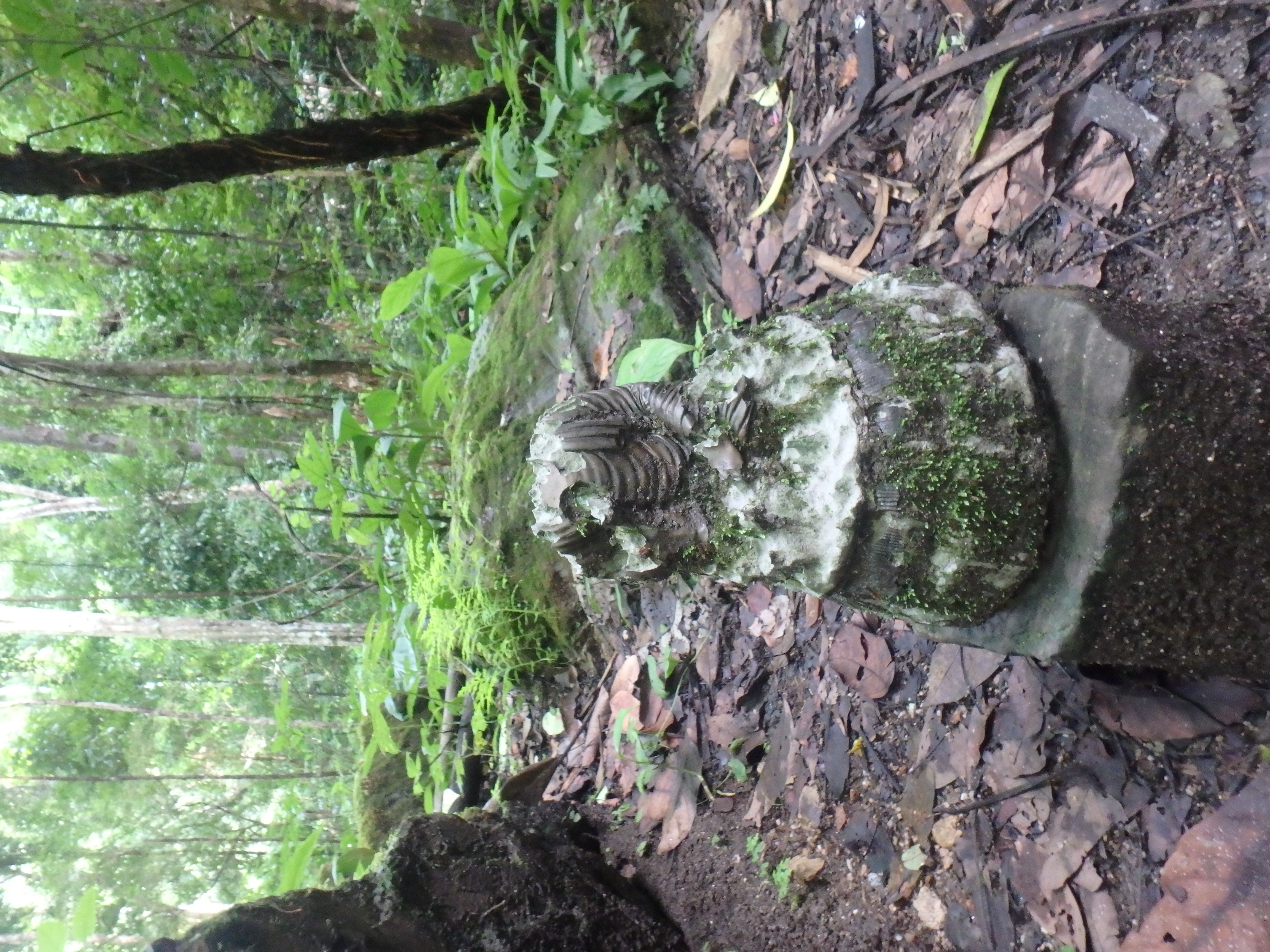 Buddha