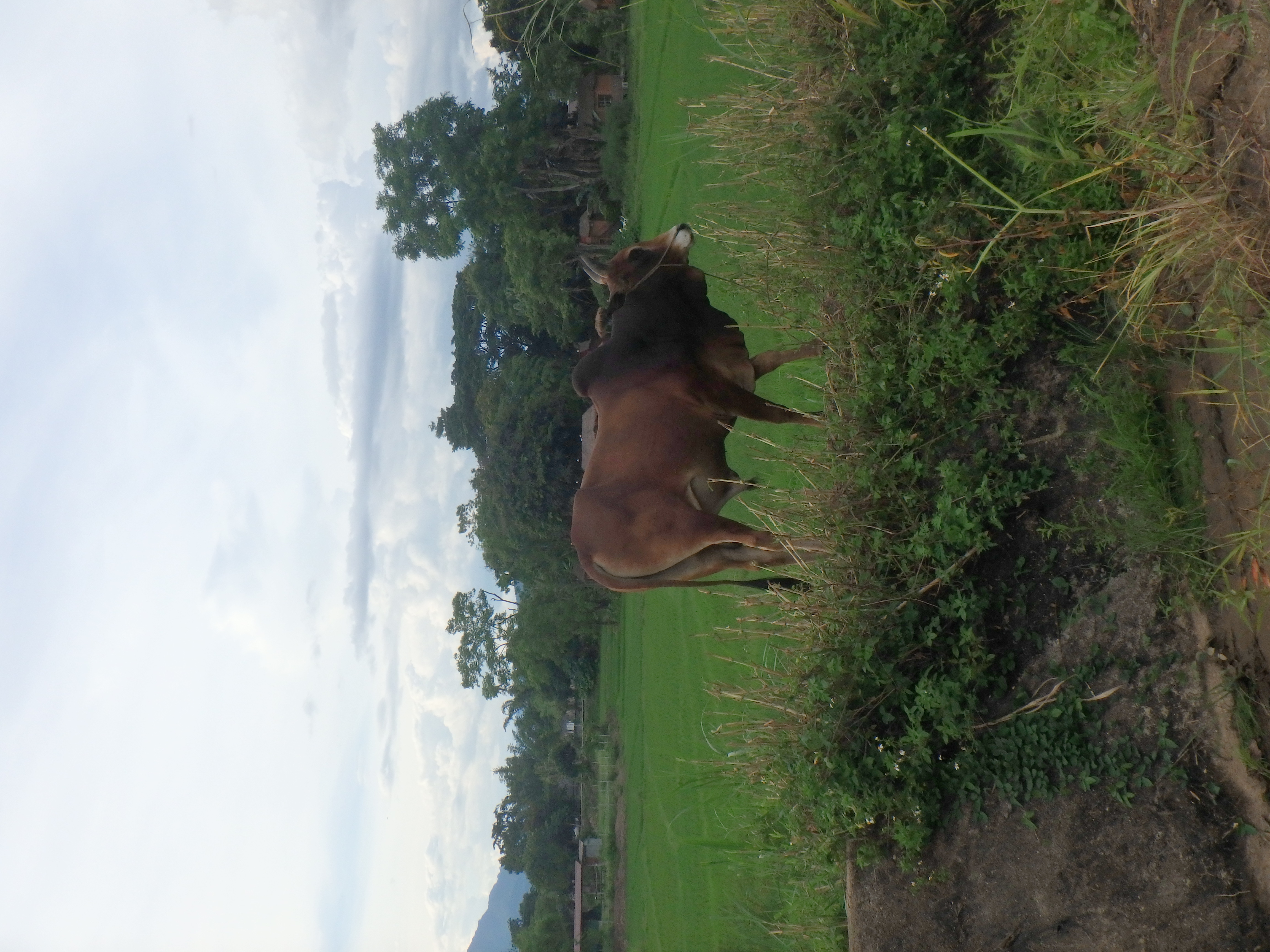 Rice field 2
