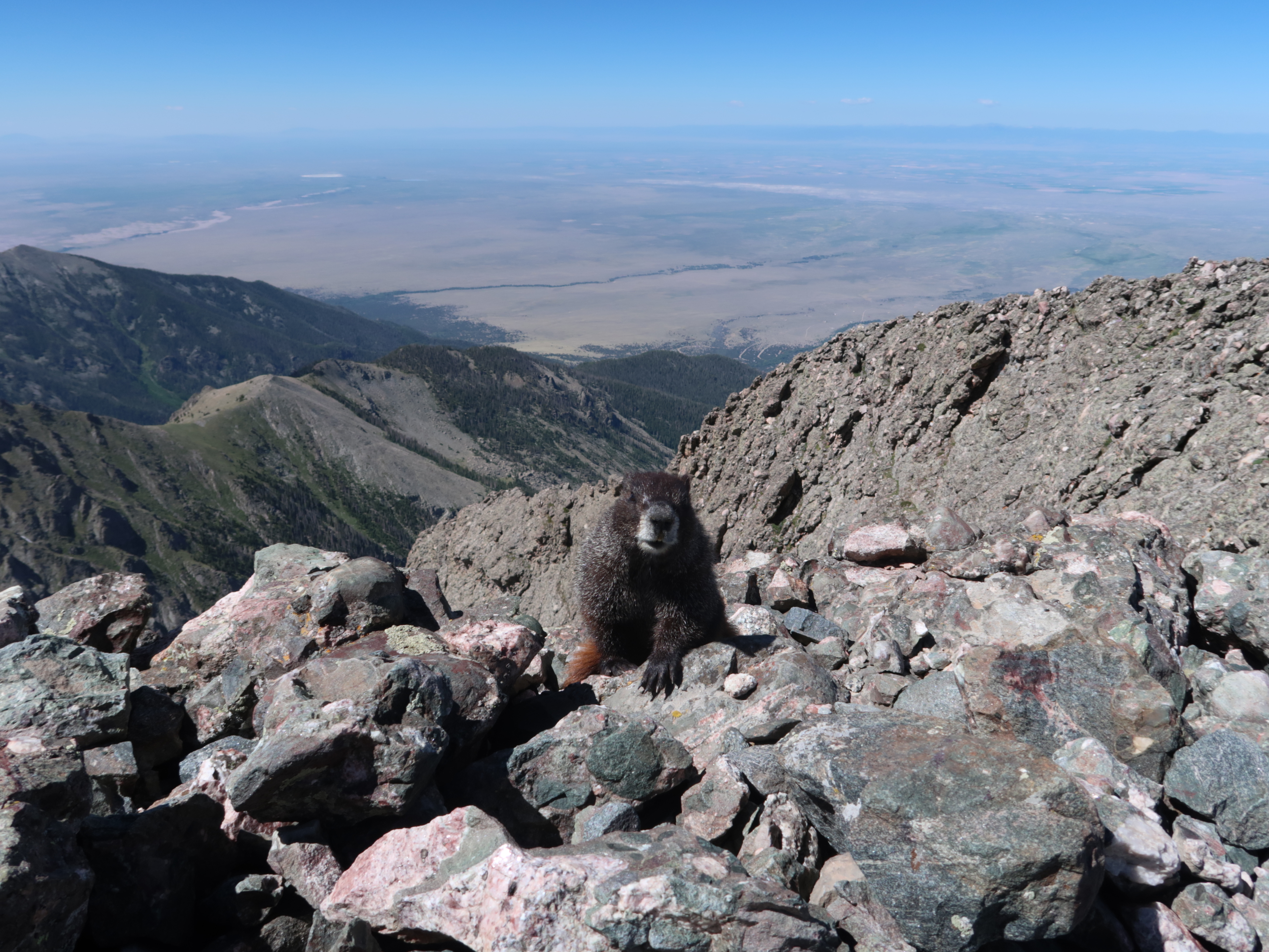 Curious marmot