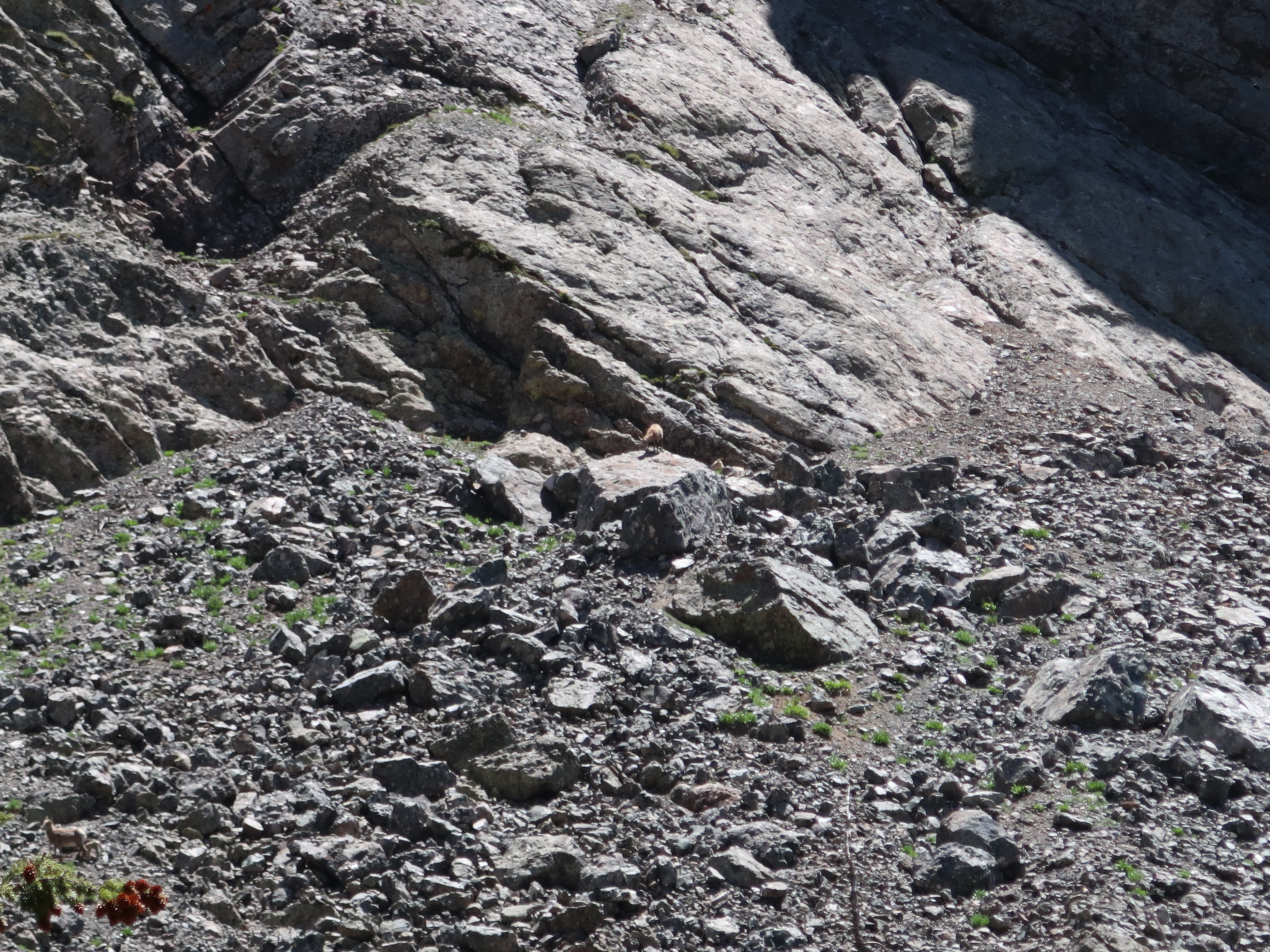 Mountain goats
