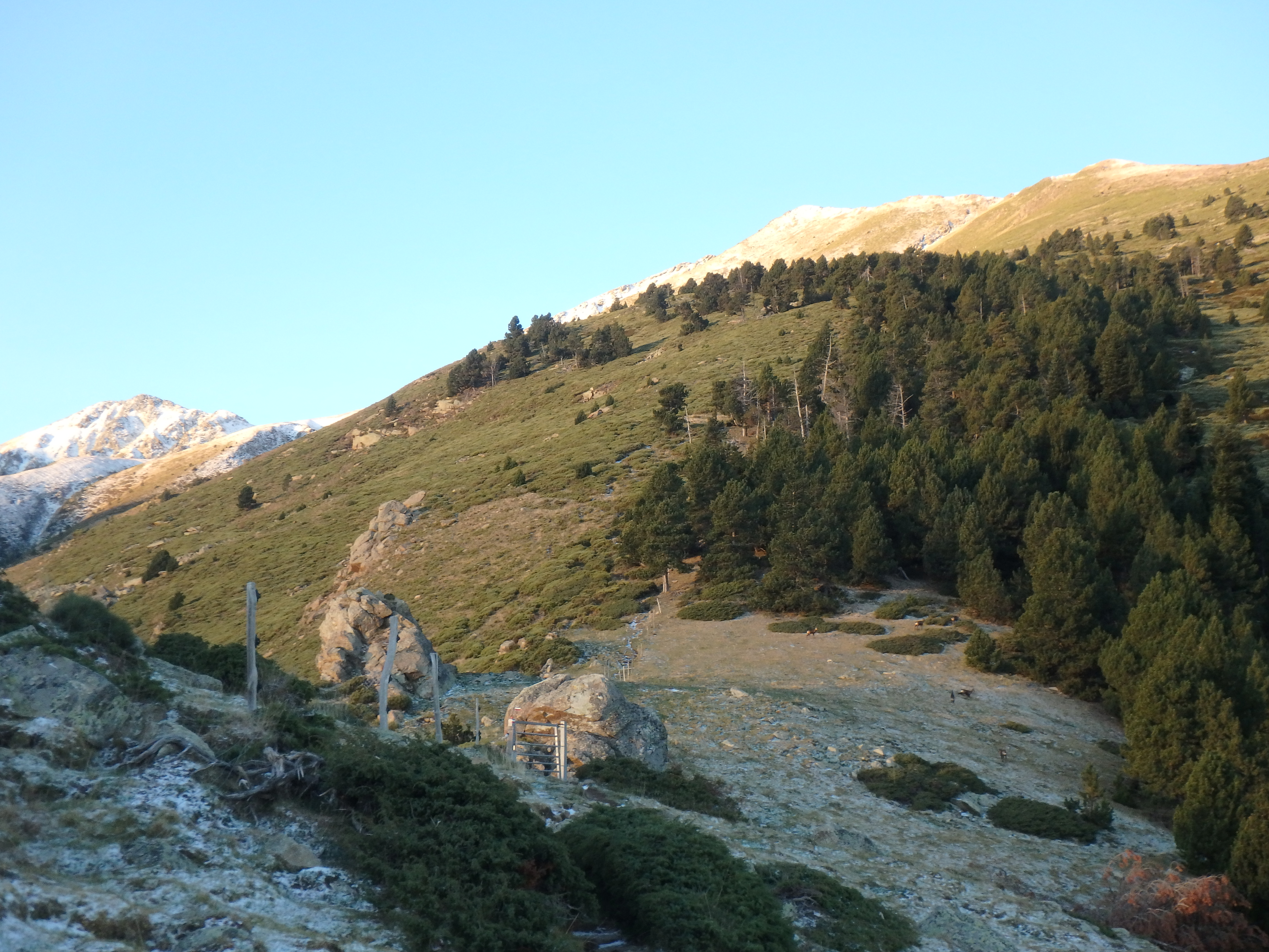 Deer on hill